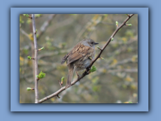 Dunnock - Prunella modularis. In Hetton Park on 10th April 2020_Prv.jpg